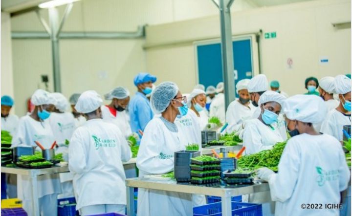 Minisiteri y’Ubuhinzi n’Ubworozi, yatangaje ko ibikomoka ku buhinzi n’ubworozi byoherejwe mu mahanga mu mwaka wa 2025 bimaze kwinjiriza u Rwanda arenga miliyoni 893,1 $, ni ukuvuga angana na miliyari 1.301 Frw.