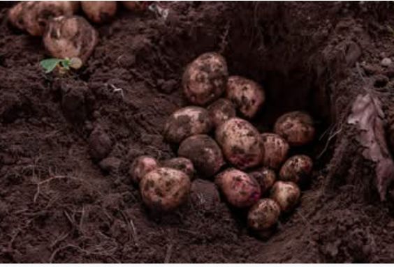 Minisiteri y’Ubuhinzi n’Ubworozi, yatangaje ko ibikomoka ku buhinzi n’ubworozi byoherejwe mu mahanga mu mwaka wa 2025 bimaze kwinjiriza u Rwanda arenga miliyoni 893,1 $, ni ukuvuga angana na miliyari 1.301 Frw.