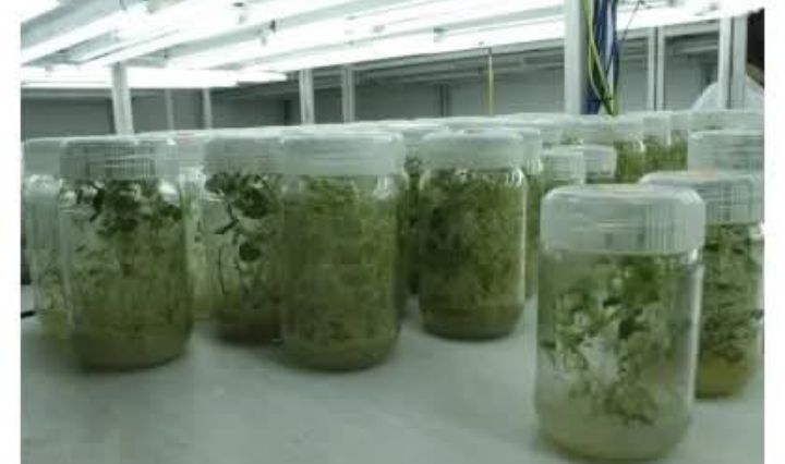 Minisiteri y’Ubuhinzi n’Ubworozi, yatangaje ko ibikomoka ku buhinzi n’ubworozi byoherejwe mu mahanga mu mwaka wa 2025 bimaze kwinjiriza u Rwanda arenga miliyoni 893,1 $, ni ukuvuga angana na miliyari 1.301 Frw.