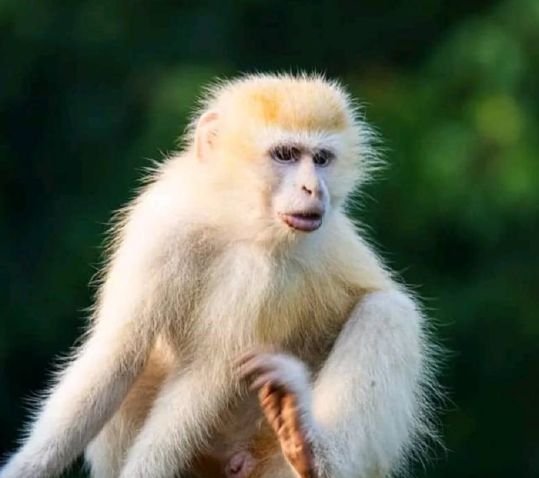 Pariki ya Virunga yatangaje ko hagaragaye inkende ya nyamweru mu gace ka Lulimbi, ibintu bidasanzwe bimenyerewe mu nyamanswa